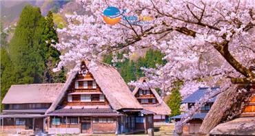 Tour Nhật Bản Mùa Hoa Anh Đào: Cung Đường Làng Cổ Shirakawa-go